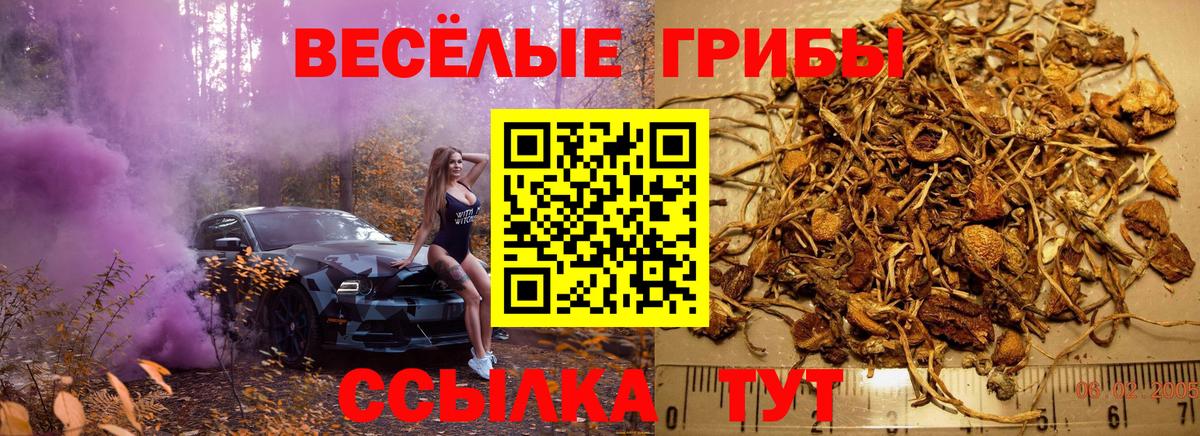 Псилоцибиновые грибы GOLDEN TEACHER Волгодонск